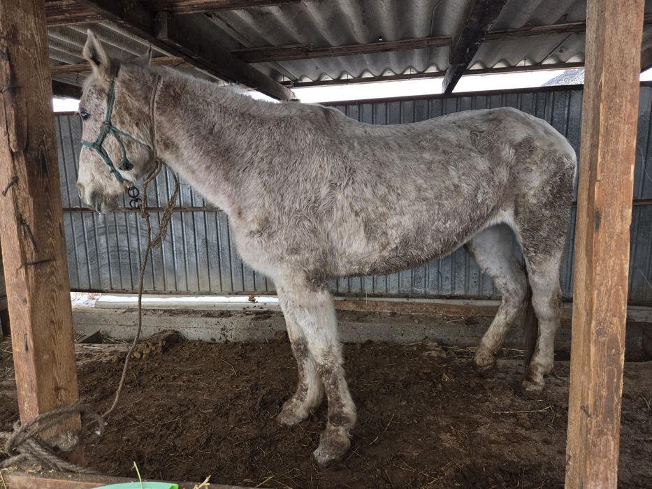 Жылқы сатылады Байтал