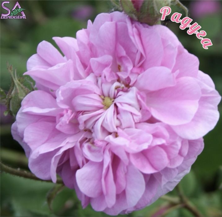 Българска Маслодайна Роза…