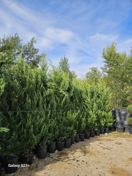Vindem leylandii de calitate extra