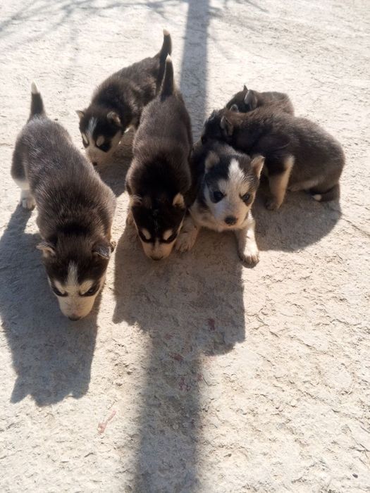 Сибирски Хаски Болалари Сотилади 1 Ойлик 2 Та Кузи Бир Хил Кук Ранг