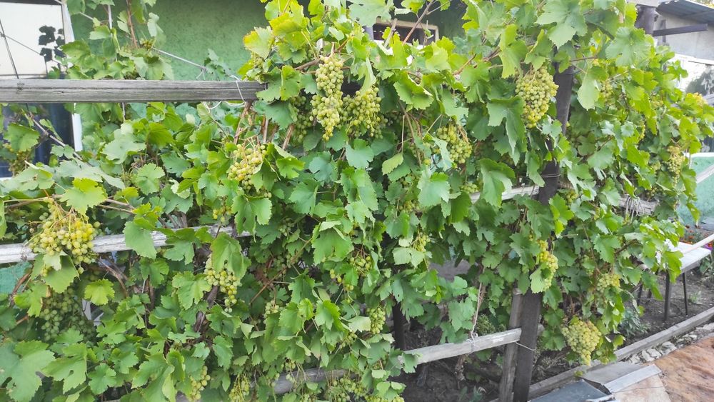 Продается Дача .