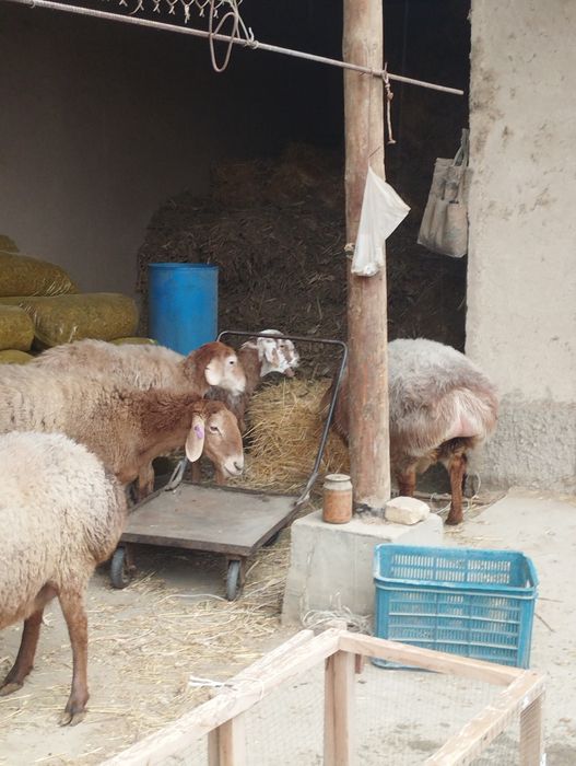 Edilbay arashan quylar sotiladi tozasidan