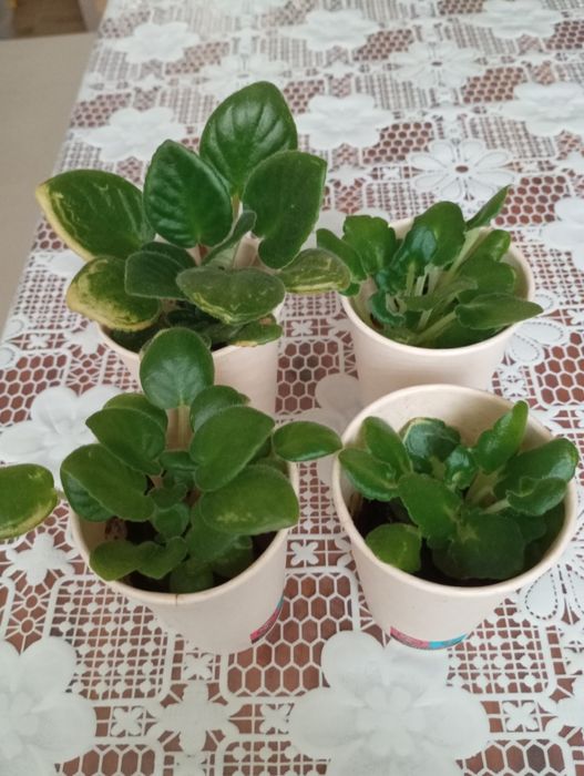 Африканска теменужка сентполия