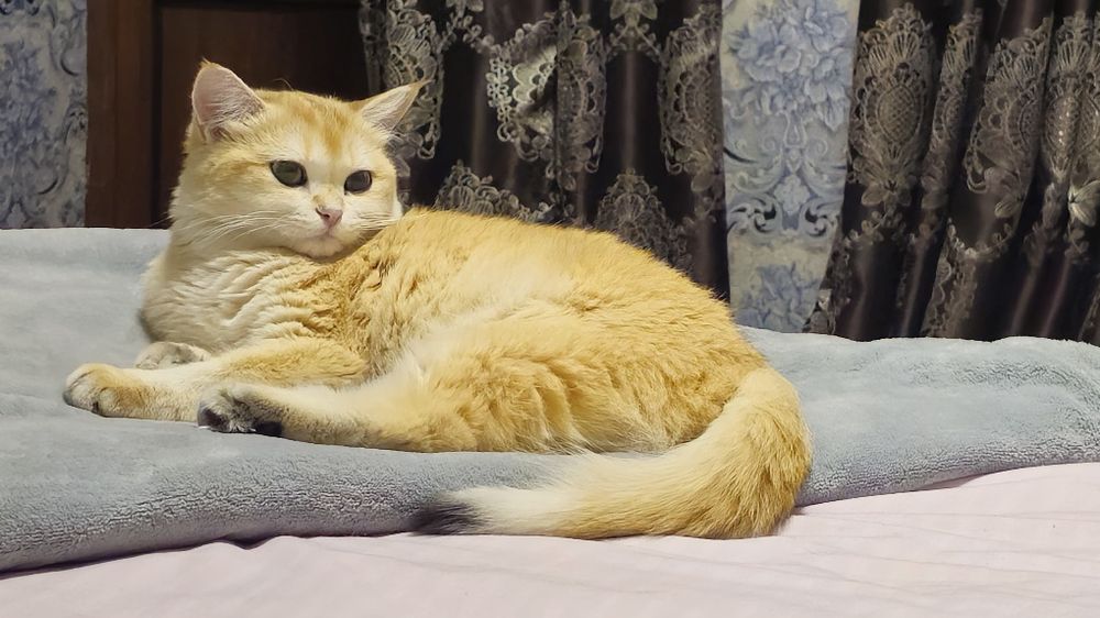 Shinshila toza qonli NY12 qiz