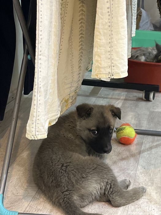 Продам щенка Бельгийской овчарки.