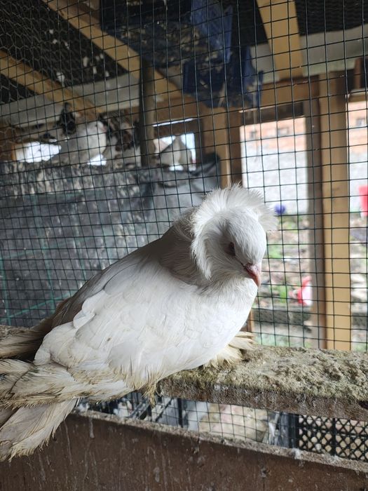 Urias maghiari pereche