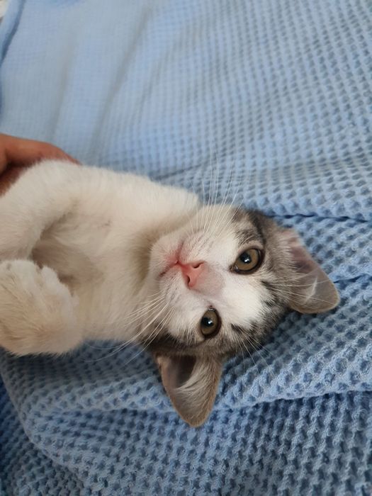 Отдадим в добрые руки котят