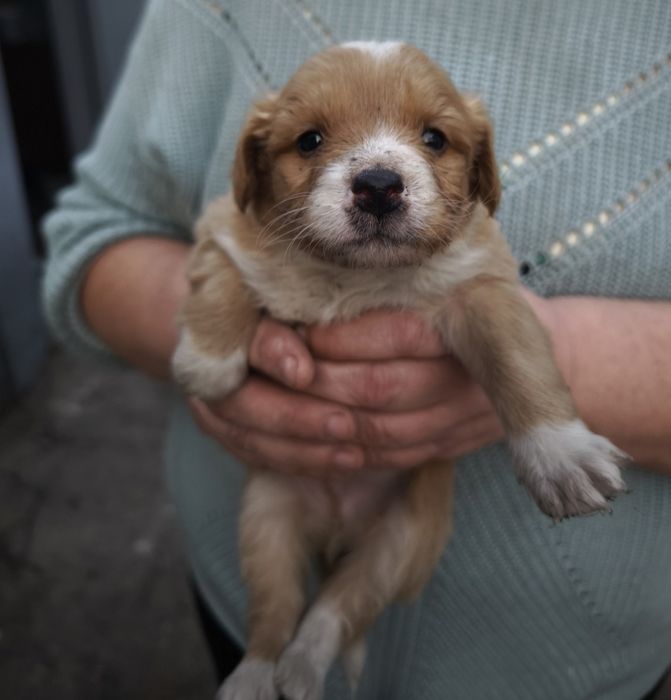 Отдаем щенков помесь со Спаниэлем
