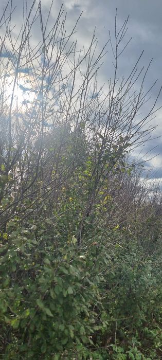 Продам  земельный участок