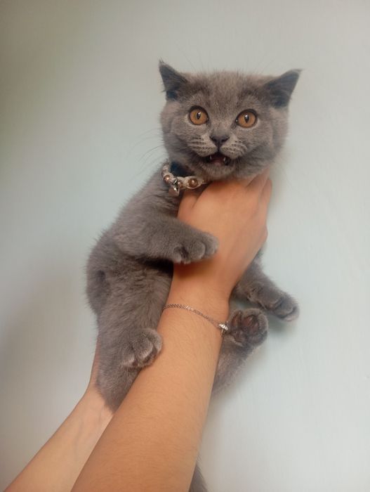 Серий котик мальчик