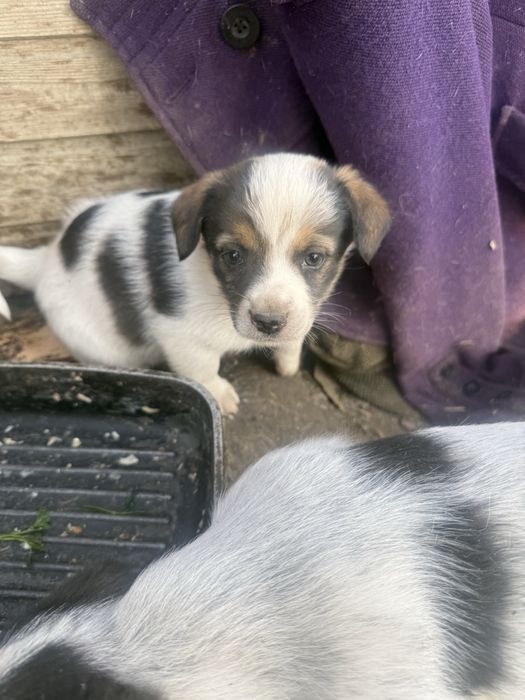 Отдам щенков в дотрые руки