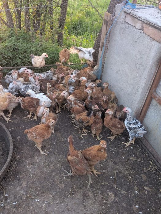 Pui de casa rasa kabir