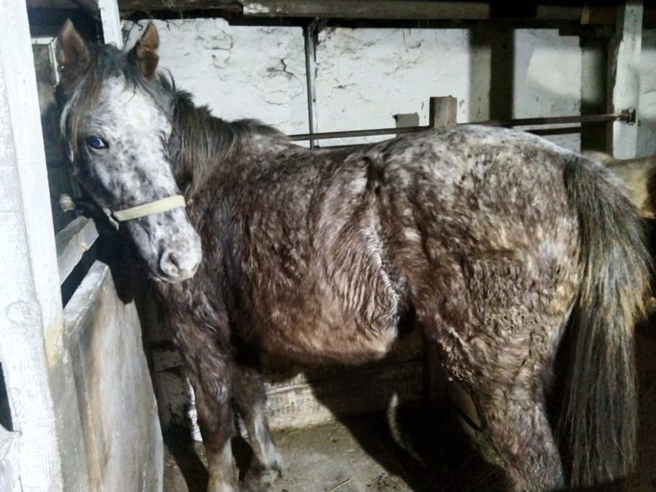 Продам 8 месячного Байтал