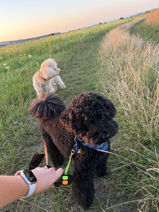 Caniche/poodle mini negru