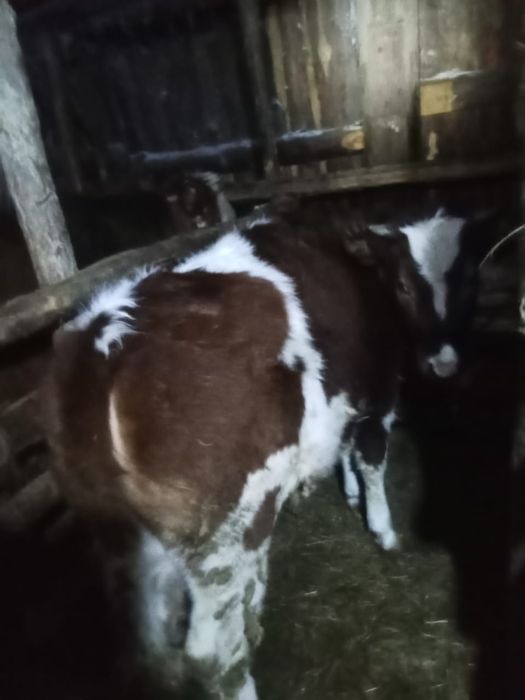 Бұқа мен тайша сатылады