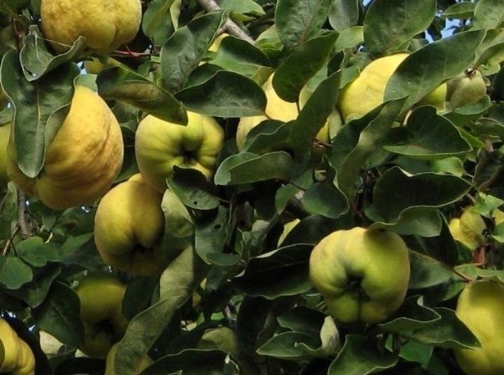 Pomi Fructiferi Străvechi Glia Strămoșească (Soiuri De Gutui )