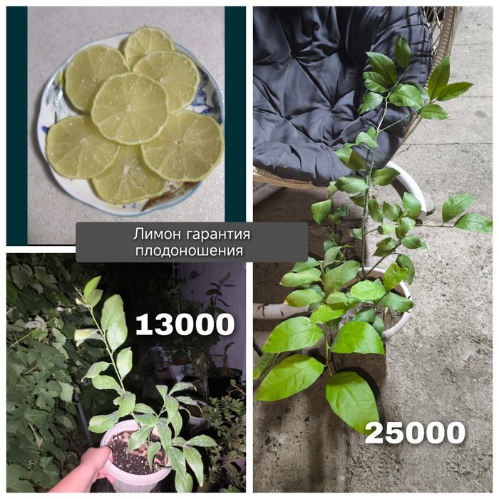 Лимон плодоносящий 3 сорта