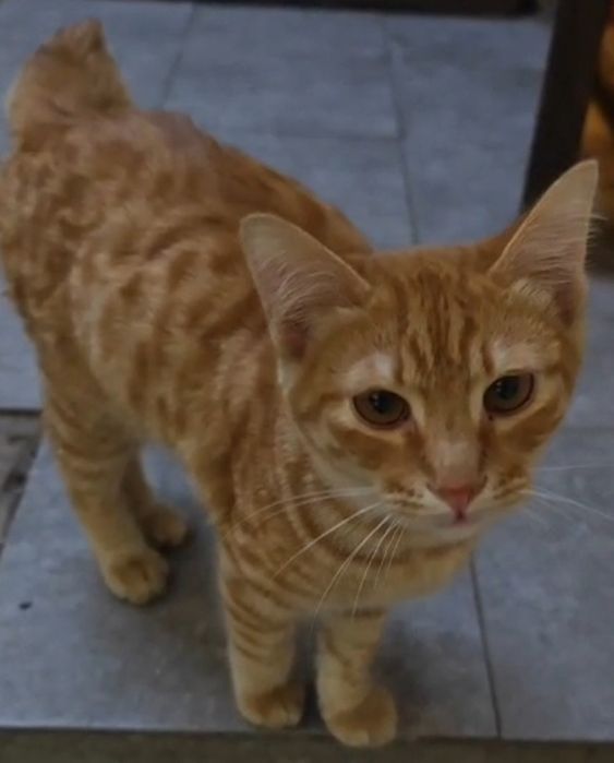 Котенок бесплатно