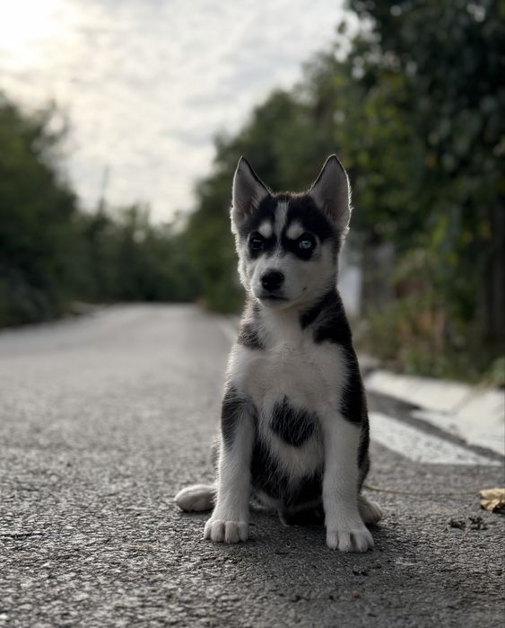 Disponibil mascul husky siberian!