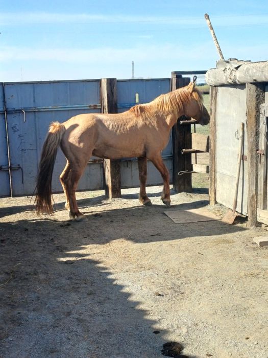 Продам Жеребец 10 лет