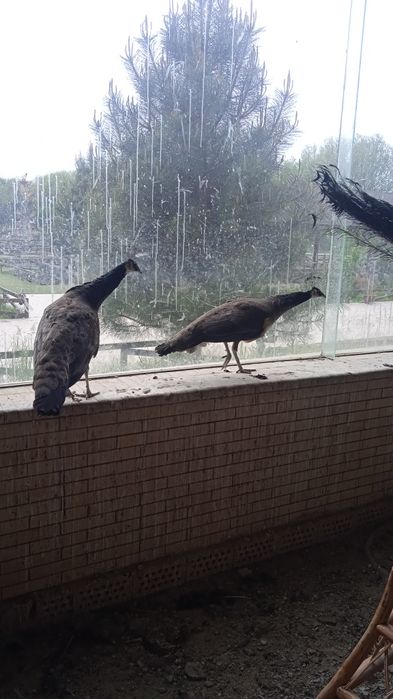 Товус павлины сотилади