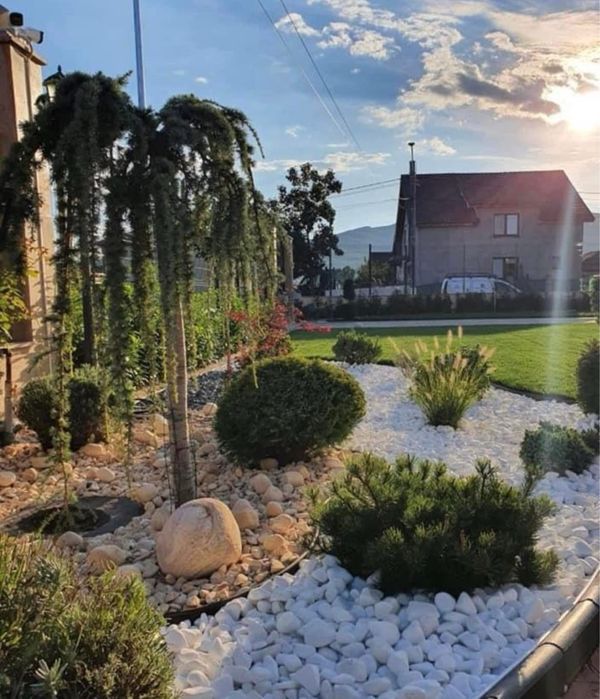 Magnolia palmier tuia catalpa mesteacan amenajari gradini