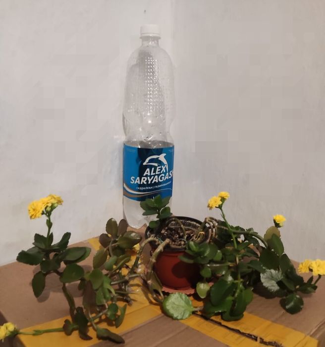 Доллар и другие цветы