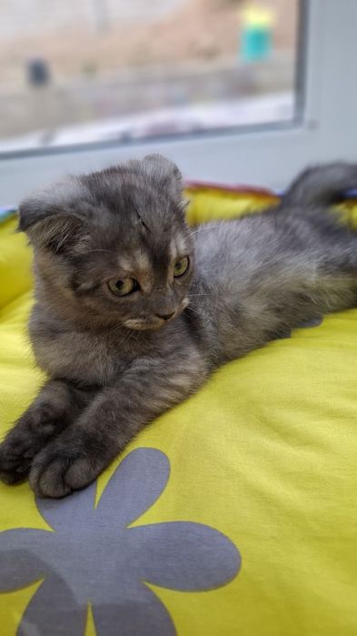 Zotli mushuk sotiladi 800000 ming divoman Narsalari bilan beraman