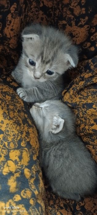 Продам веслоухие шотландских котят очеровательных