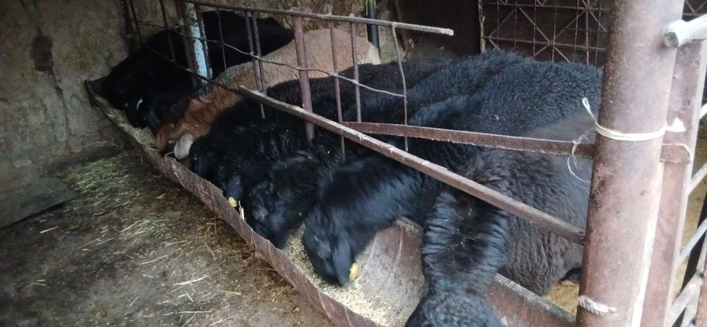 Кузи кучкорлар сотилади