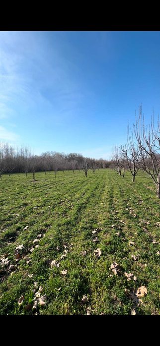 Chorvachilik Dexqonchilik