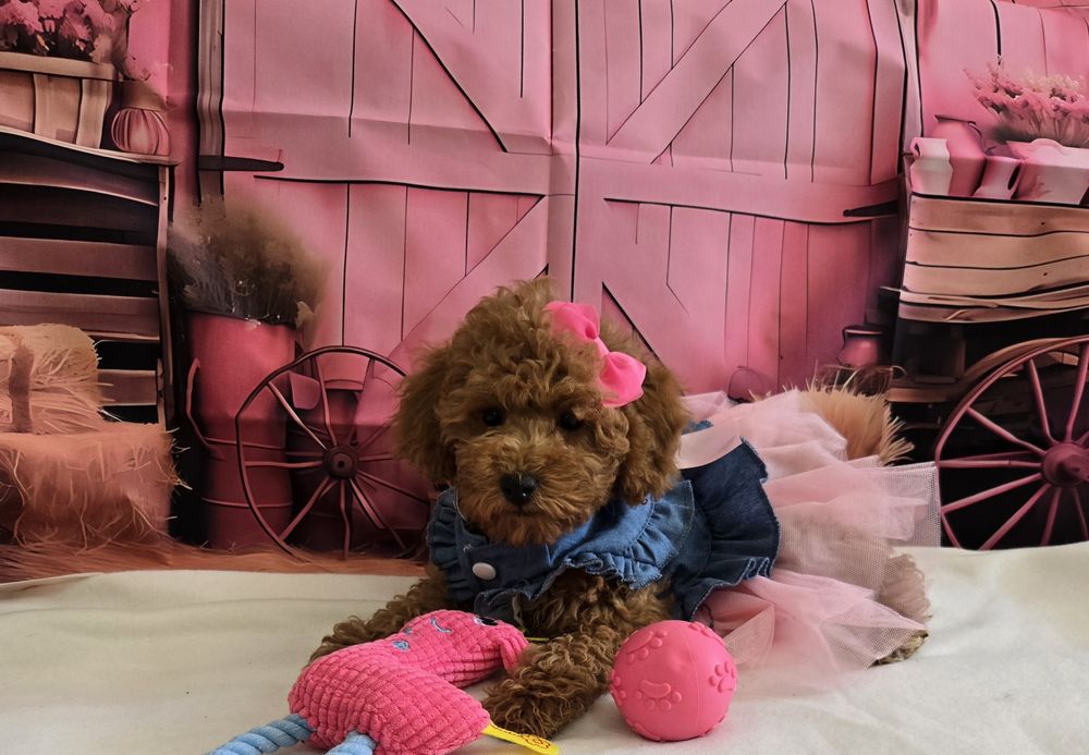Пудел той/мини Poodle toy с родословие