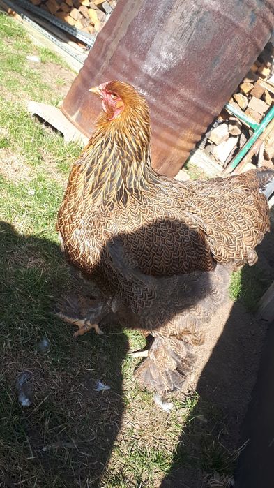 Vand ultima familie Brahma potarnichiu