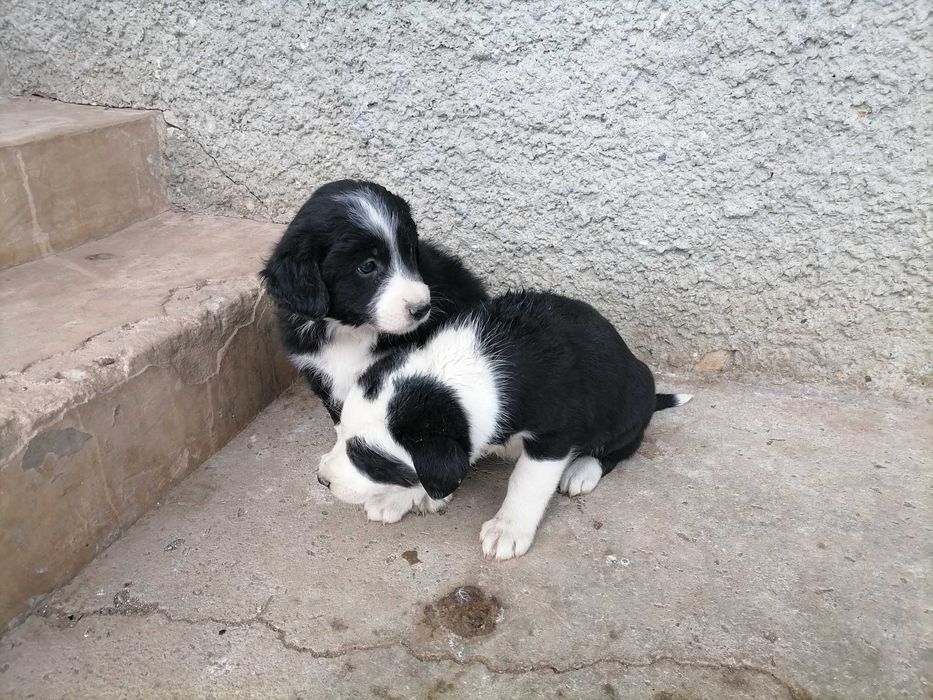 Кученца бордър коли