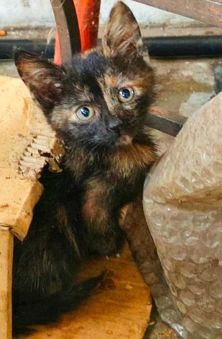 Adoptie pui de pisica Pufisorii