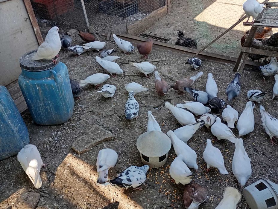 Vand porumbei hubble si metisi 45 lei buc!