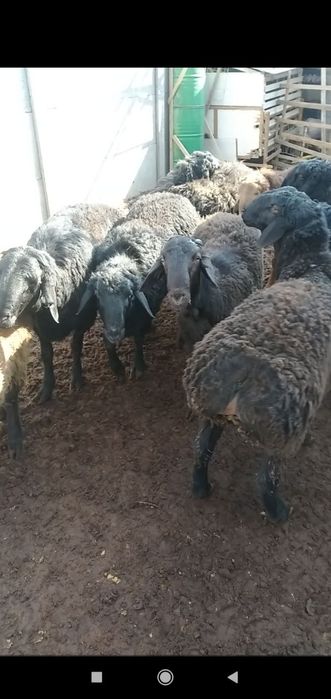 Qoy bor. Куй бор