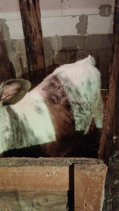 Vând vitea de care are aproximativ 4 luni