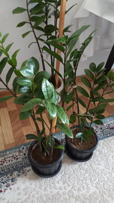 Продаю долларовые