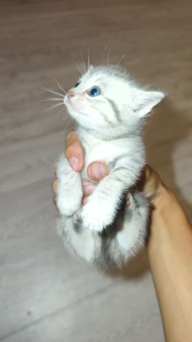 Отдам котенка в хорошие руки