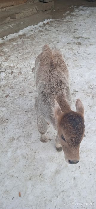 Срочно бузау алатауский парода