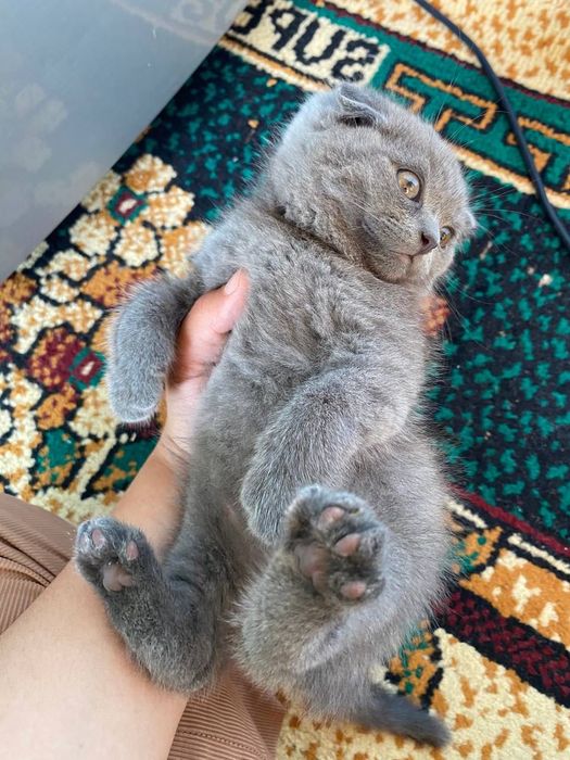 Skottish fold 2 qiz 2 ogil