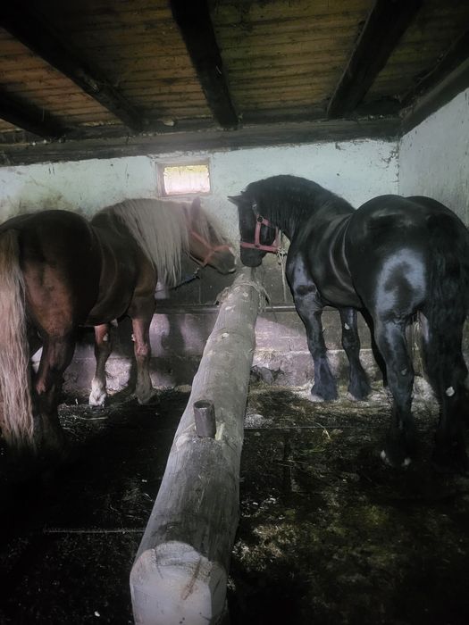 Vând cai,sau schimb cu vaci