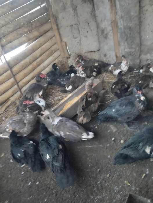 Утки Индаутки Продаются