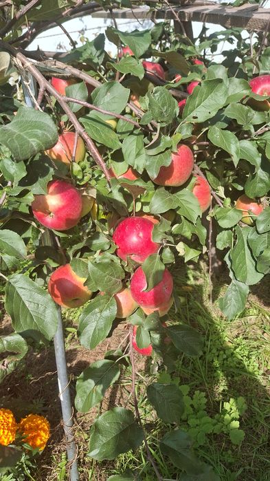 Продам дачу СО Горизонт