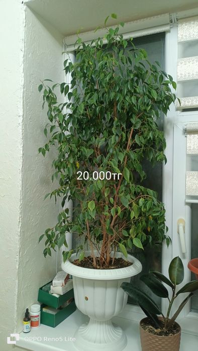 Сатылады 15.000тг