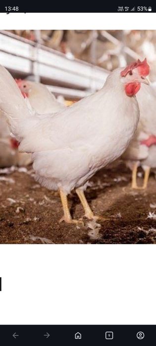 Куры несушки 14месяцев.  Несутся 80%