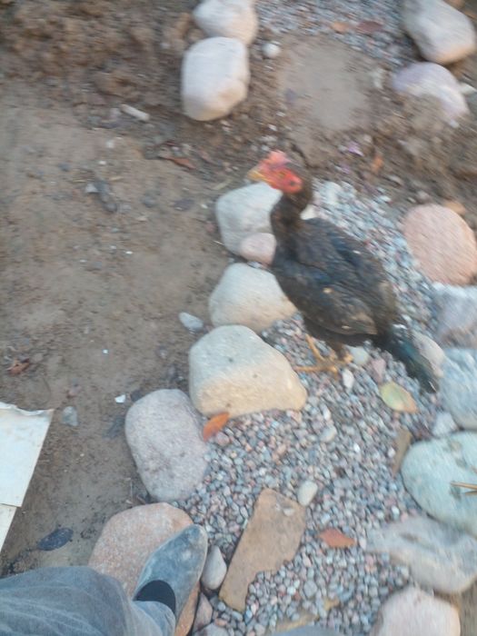 Дакайн жужлар сотлди.200000миндан донси