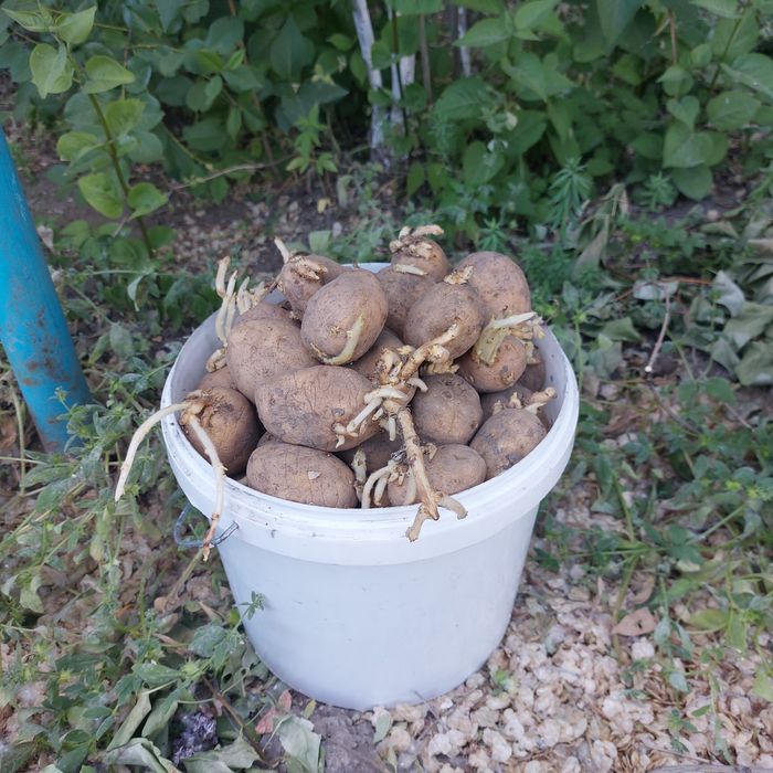 Семенная картошка