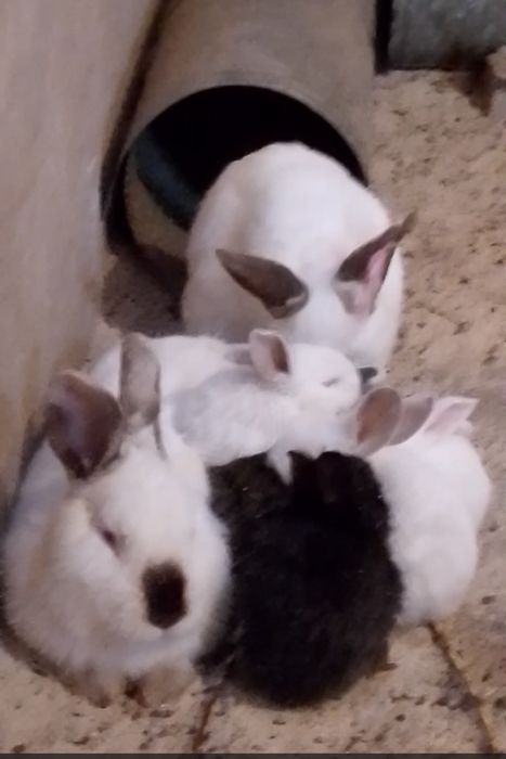 Сатылады сатамын